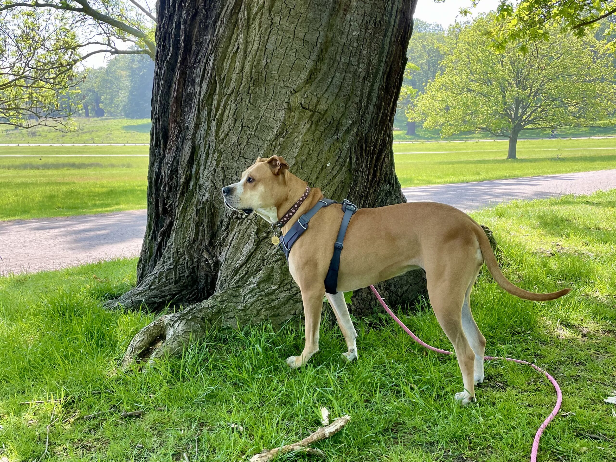 Help!&nbsp; I can´t enjoy off-lead walks with my dog!