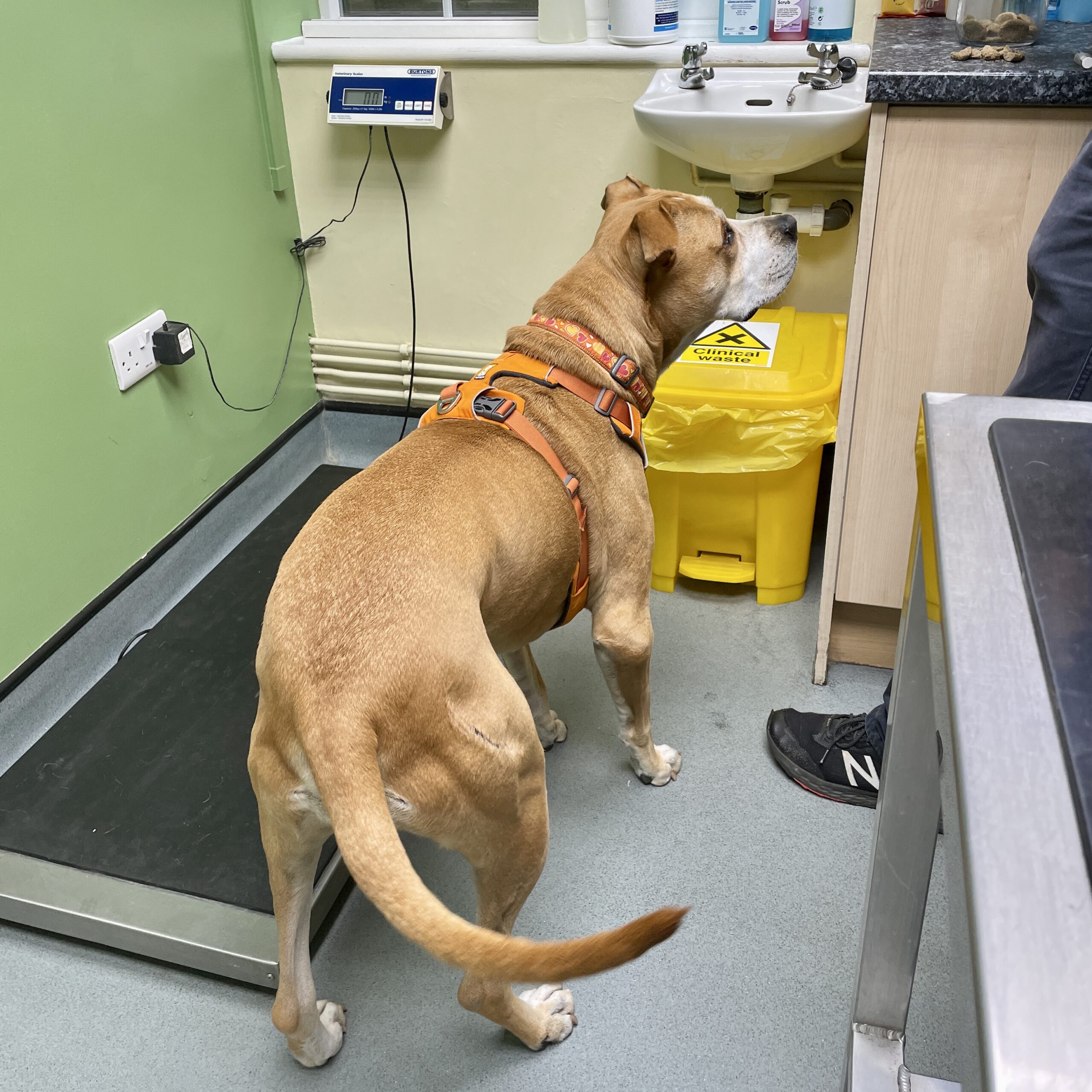How to Make Vet Visits Less Stressful for Your Dog