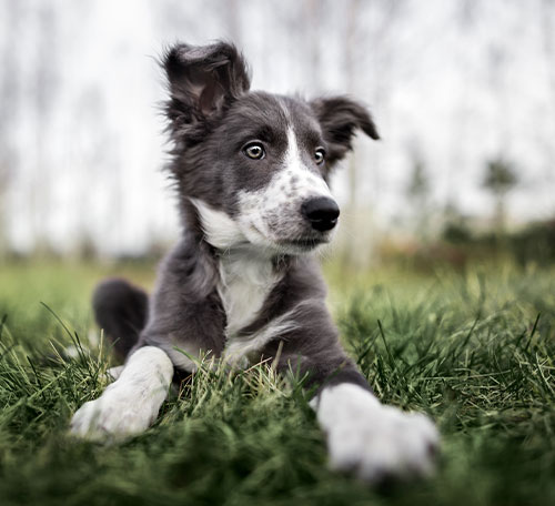Why a happy, well-mannered dog makes for an enjoyable dog - Rescue Dogs
