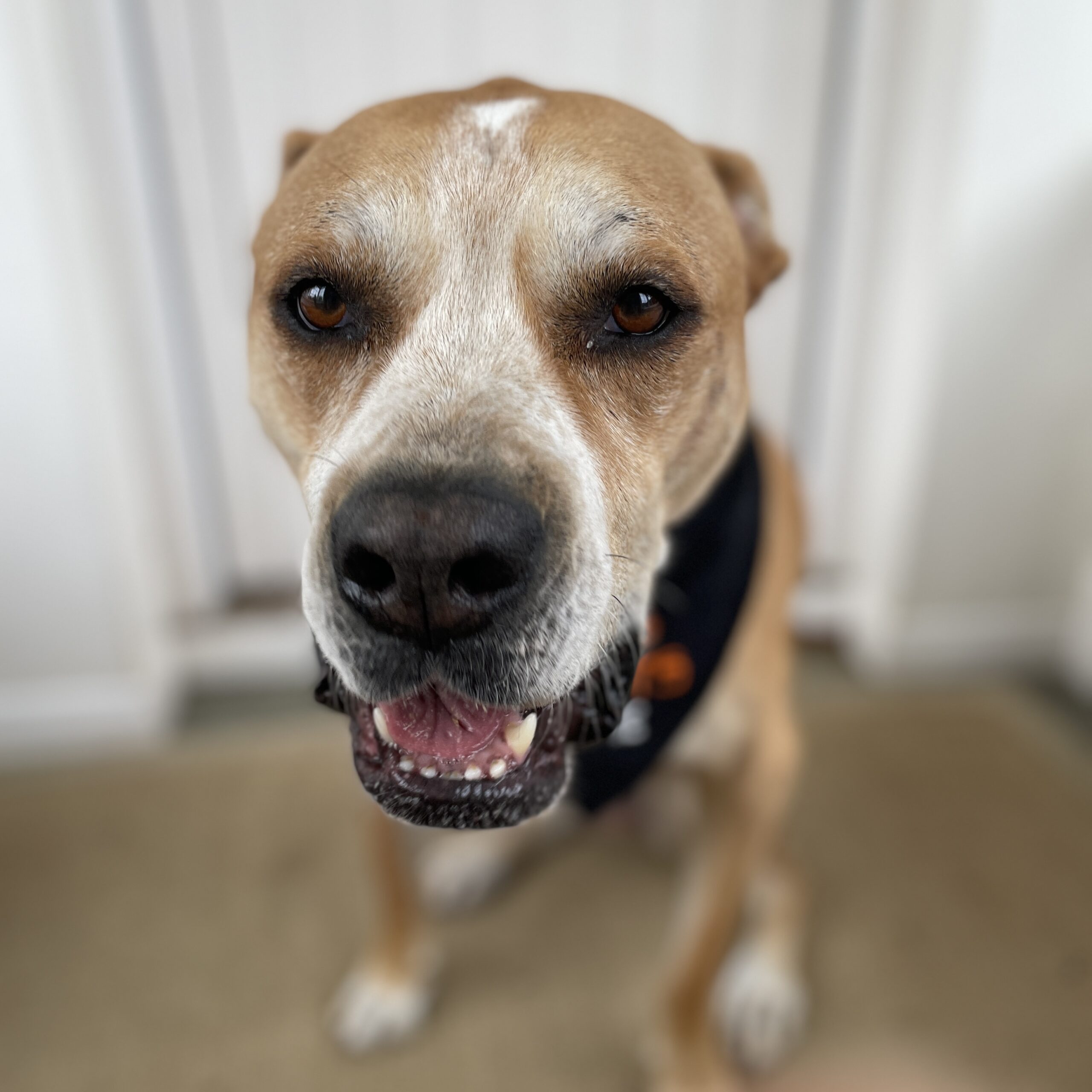 No Tricks just Treats please!  How to make Halloween less stressful for your reactive dog
