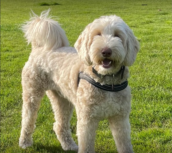 Unlocking the Potential:  Effective Reactive Dog Training in Surrey