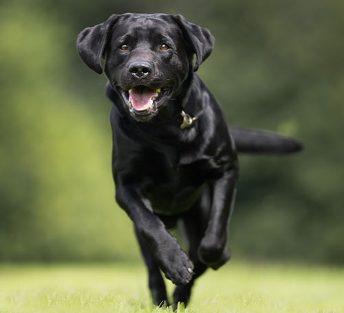 Why a happy, well-mannered dog makes for an enjoyable dog - Adolescent Dogs