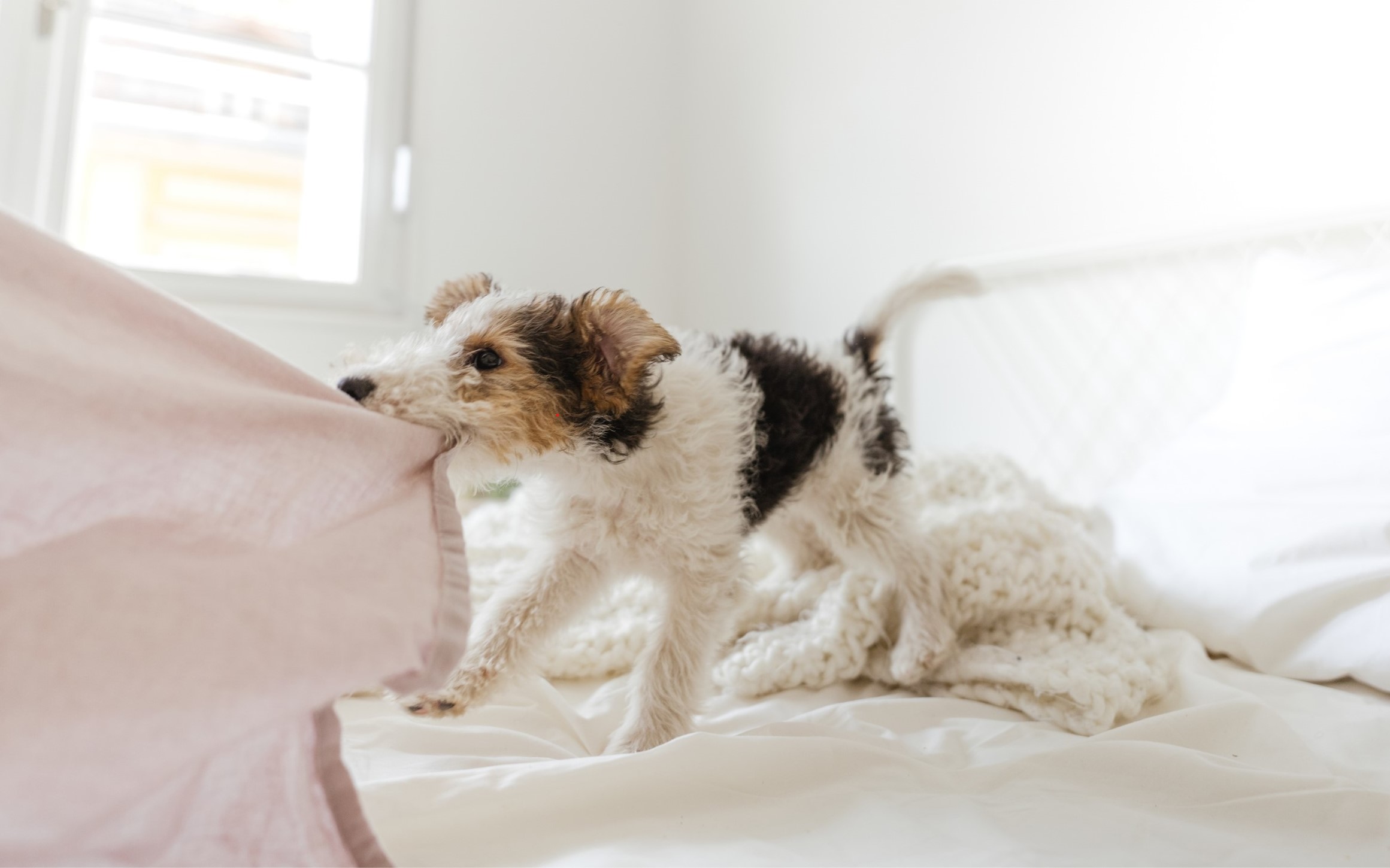 Surviving (and Thriving) with your Bitey Puppy