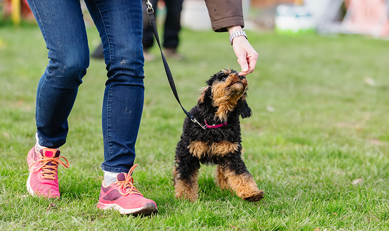 Why a happy, well-mannered dog makes for an enjoyable dog - Puppies