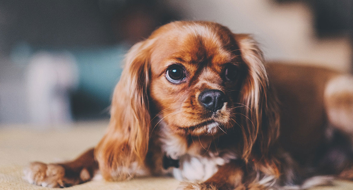 COVID-19 - Life during (and after) lockdown with your dog