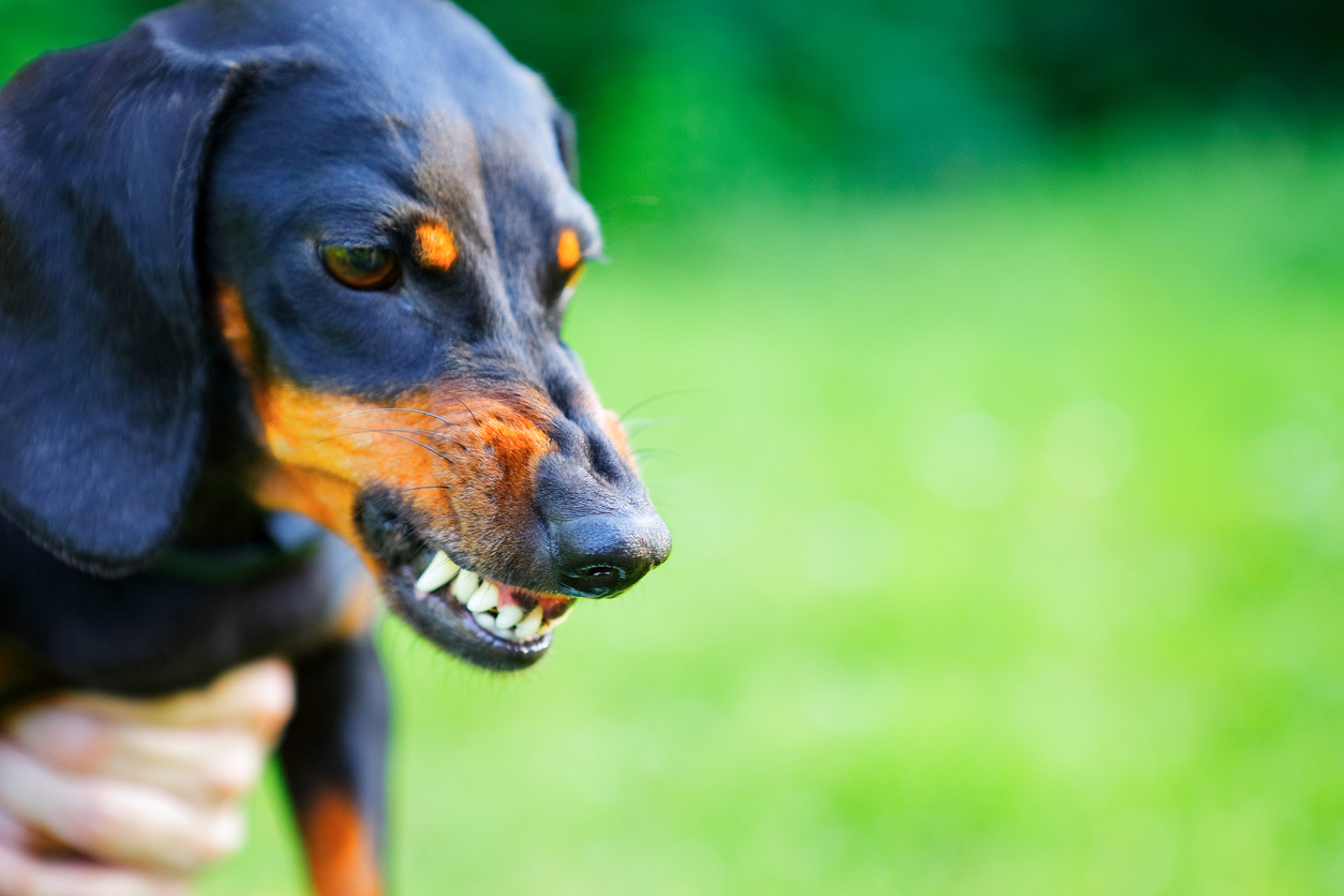What´s causing my dog´s reactive aggression?  When your dog is being a pain (because they're in pain) 