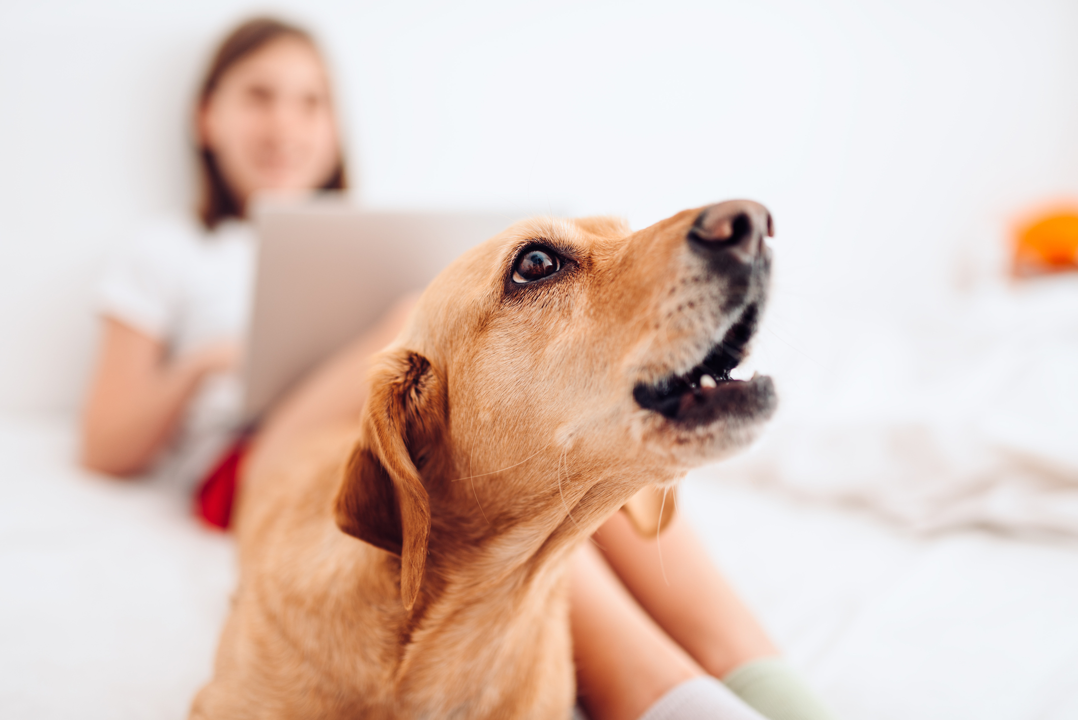 How do I stop my dog from barking? Getting help for your dog's excessive barking