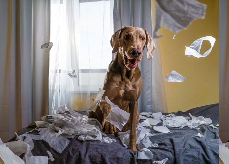 Dog in a home after tearing paper